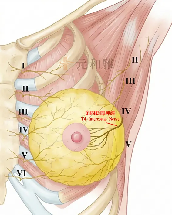 第四肋間神經T4 Intercostal Nerve 第四肋間神經T4 Intercostal Nerve