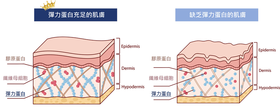 台北Profhilo逆時針